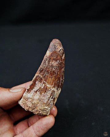 Dinosaure - Dent fossile - Carcharodontosaurus saharicus -