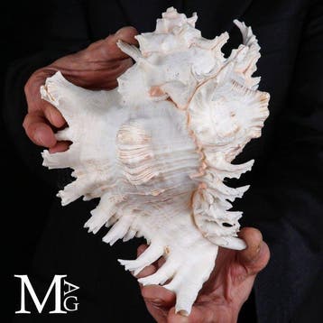 Les coquilles les plus spectaculaires du monde marin, Nieuw
