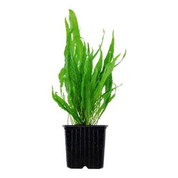 Microsorum pteropus XL, Verzenden