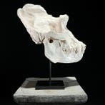 Geen minimumprijs - Een replica van een gorillaskull op een