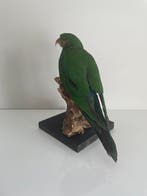 Australian king parrot Taxidermie volledige montage -, Nieuw