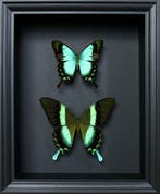 Papillon Support de corps entier pour taxidermie - Papilio