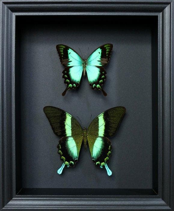Papillon Support de corps entier pour taxidermie - Papilio, Antiquités & Art, Curiosités & Brocante