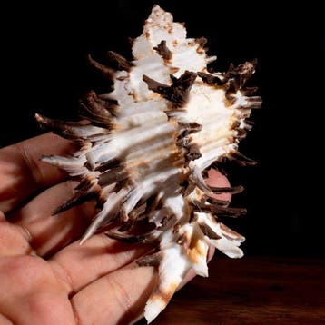 Collection spéciale Murex - Coquillage marin - Hexaplex