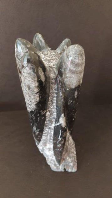 orthoceras - Fossiele matrix - Orthoceras sp. - 20 cm - 7 cm