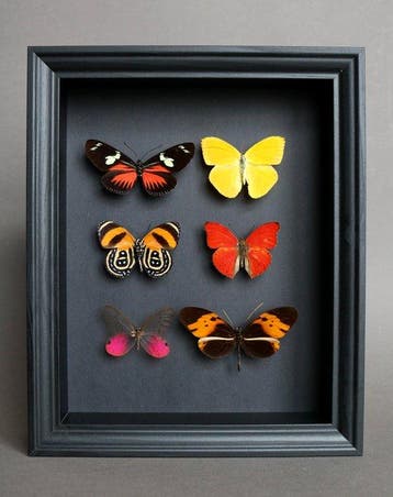 Vlinder Taxidermie volledige montage - Phoebis argante x