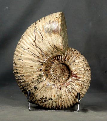 Ammonite géante exceptionnellement bien préparée - avec