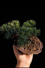 Den bonsai (Pinus) - Hoogte (boom): 15 cm - Diepte (boom):