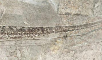 70 cm - Met huidweefsel - Gefossiliseerd dier -