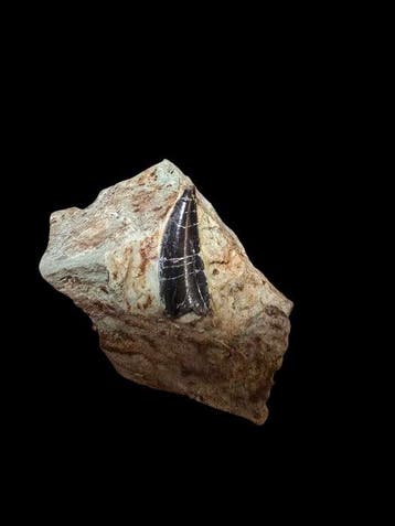 Megalosaurus - Fossiele tand - 6 cm - 3 cm