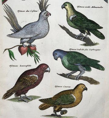Matthäus Merian (1593-1650) folio: Ornithology: Cockatoo,