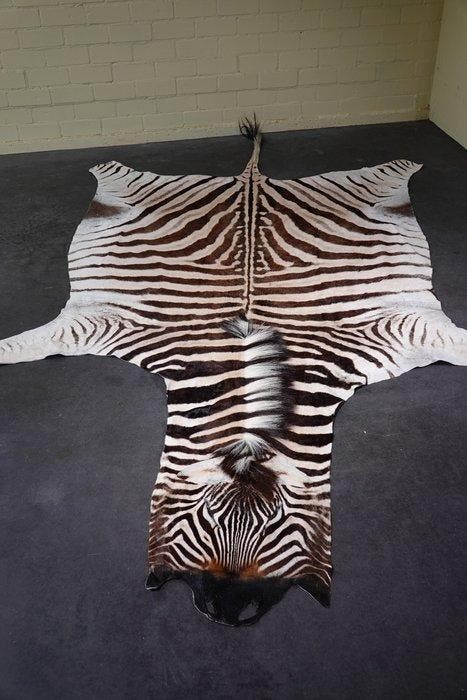Plains Zebra Skin with Head Gewei - Equus quagga - 315 cm -, Collections, Collections Animaux