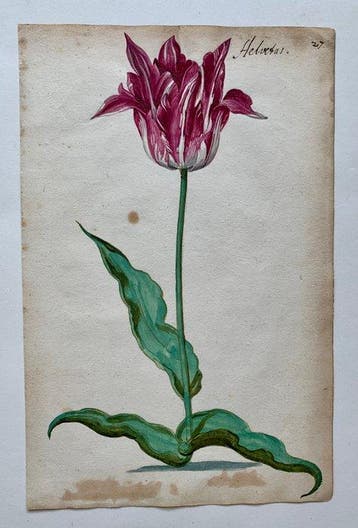 World - Tulpenmanie / Nederlandse Gouden Eeuw; Anonymous, Boeken, Nieuw