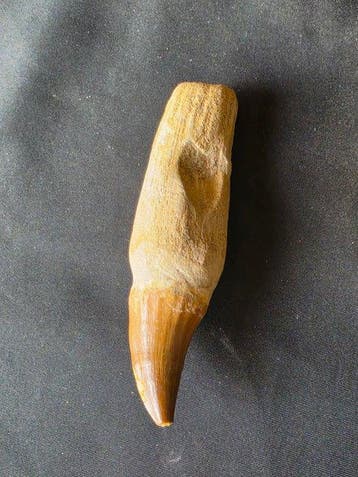 Mosasaurus - Fossiele tand - Mosasaur tooth on a custom base