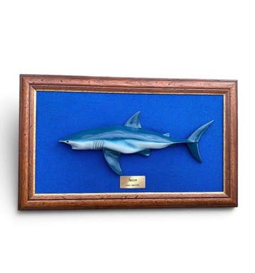 Tubarão-anequim Taxidermie replica montage - Isurus, Nieuw
