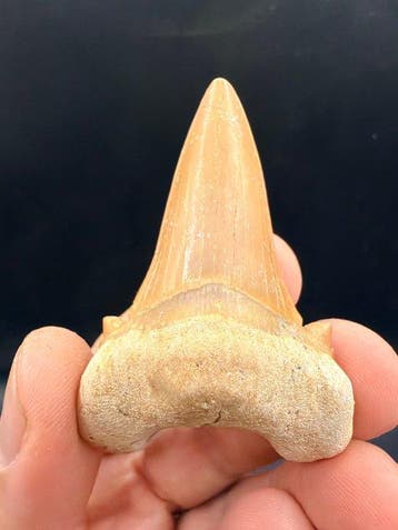 Haai - Fossiele tand - Otodus obliquus - 6.2 cm (Zonder, Verzamelen