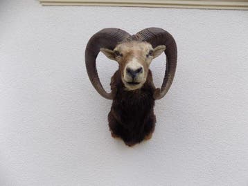 Mouflon Taxidermie hoofdmontage - Muflon - 60 cm - 50 cm -