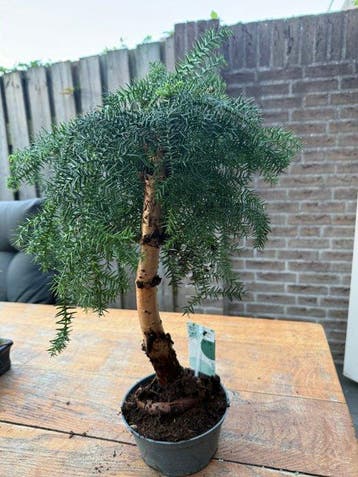 Araucaria cunninghamii - Hoogte (boom): 50 cm - Diepte