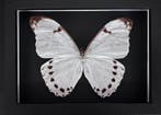 Papillon Support de corps entier pour taxidermie - Morpho, Antiquités & Art