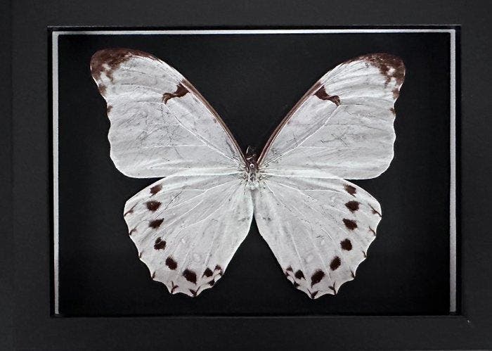 Papillon Support de corps entier pour taxidermie - Morpho, Antiquités & Art, Curiosités & Brocante