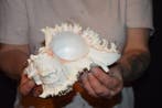 Zeeslak Zeeschelp - S-259 CHICOREUS RAMOSUS (Zonder, Nieuw