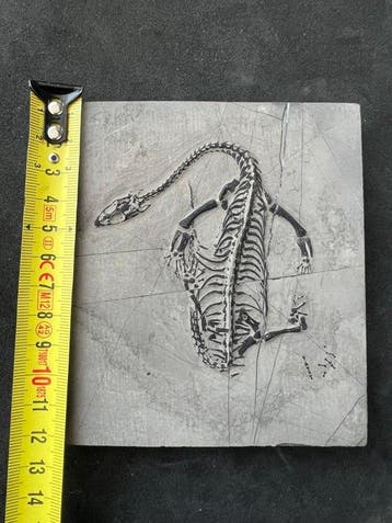 Zeereptiel - Gefossiliseerd dier - Fossile de Keichousaurus, Collections