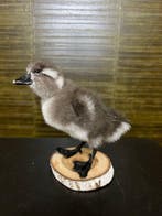 Eend Taxidermie Opgezette Dieren By Max, Verzamelen, Dierenverzamelingen, Ophalen of Verzenden, Nieuw, Vogel, Opgezet dier