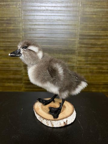 Eend Taxidermie Opgezette Dieren By Max, Ophalen of Verzenden, Nieuw, Vogel, Opgezet dier