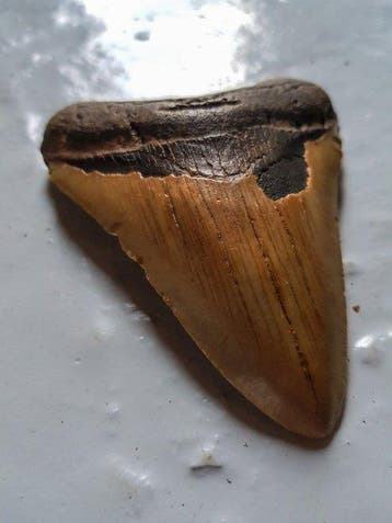 Megalodon - Fossiele tand - 10.6 cm - 8 cm