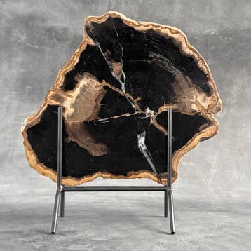 Magnifique tranche de bois pétrifié sur un socle