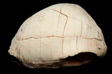 Matrice fossile - Testudo hipparionum - 16 cm - 13 cm