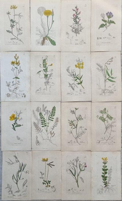 James Edward Smith / James Sowerby - Lot. of 16 sheets -, Antiek en Kunst, Antiek | Boeken en Manuscripten