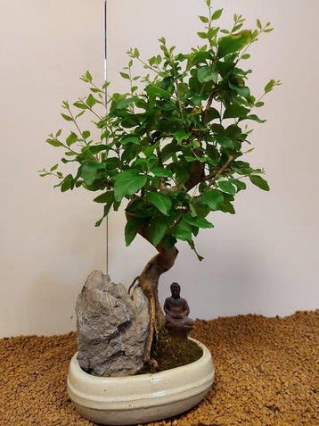 Liguster bonsai (Ligustrum) - Hoogte (boom): 42 cm - Diepte, Antiek en Kunst