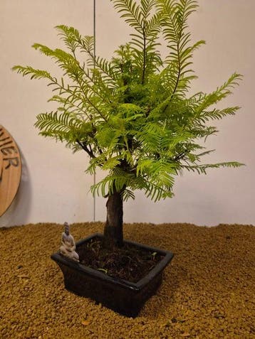 Kustmammoetboom bonsai (Sequoia) - Hoogte (boom): 40 cm -