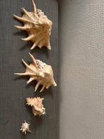 Zeeslak - Gefossiliseerde schelp - Collection baroque de 4