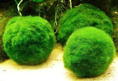 Chladoflora medium / mosbal  3-4cm (Aquariumplanten), Animaux & Accessoires, Poissons | Aquariums & Accessoires, Enlèvement ou Envoi