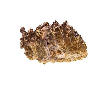 Sculpturale Kamm-Auster: Een indrukwekkend natuurwonder met, Nieuw