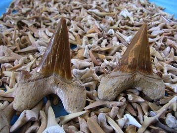 1500 dents de requin fossiles - Dent fossile (Sans prix de, Collections