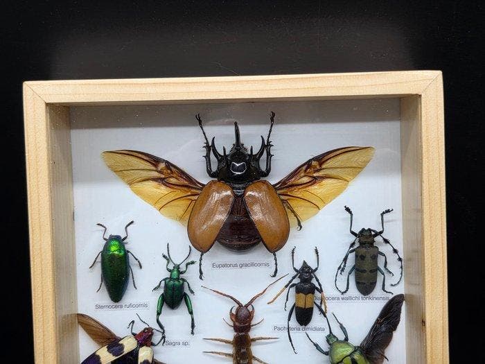 Cadre - Bois, Verre - XL - Insectes réels, Antiek en Kunst, Kunst | Designobjecten