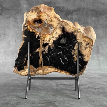 Magnifique tranche de bois pétrifié sur un socle