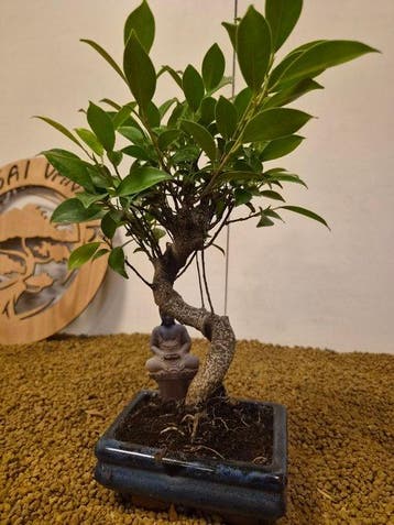Bonsaï Figuier (Ficus) - Hauteur (arbre) : 30 cm -