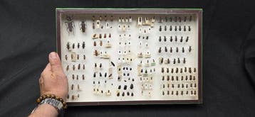 Paléarctique beetles ex French Mr Amédro (39x26cm) - Diorama
