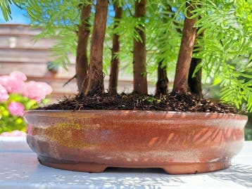 metasequoia bos in bonsaischaal - Hoogte (boom): 40 cm -
