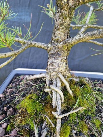 Den bonsai (Pinus) - Hoogte (boom): 45 cm - Diepte (boom):