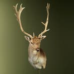 Damhert Taxidermie Opgezette Dieren By Max, Ophalen of Verzenden, Nieuw, Wild dier, Opgezet dier