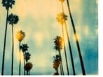 Stefanie Schneider - Stefanie Schneiders Minis Palm Trees