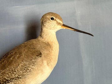 Donkerbruine zeekat Taxidermie volledige montage - Tringa, Nieuw