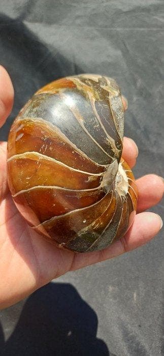Nautilus - Gefossiliseerd dier - 10.5 cm - 8 cm