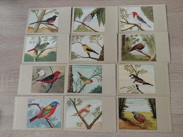 Nederland - Dieren - Ansichtkaart (60) - 1950-1950