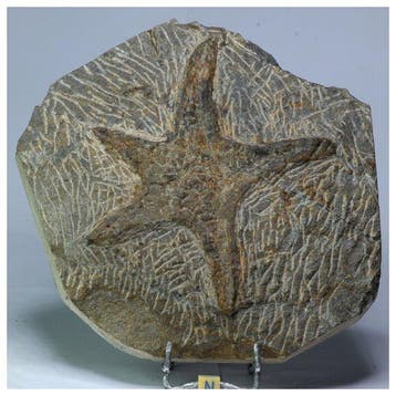 Zeester - Fossiel fragment - Huge Petraster Ordovician